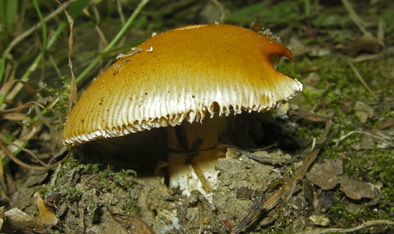 Uova sode o Amanitopsis?